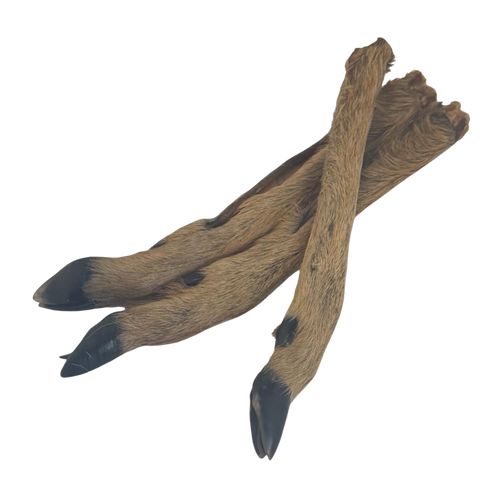 Jambe de cerf poilue