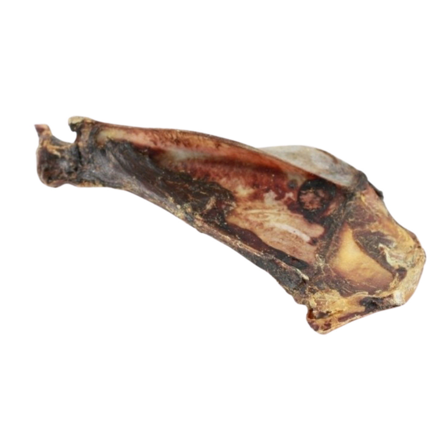Omoplate de cerf L/XL