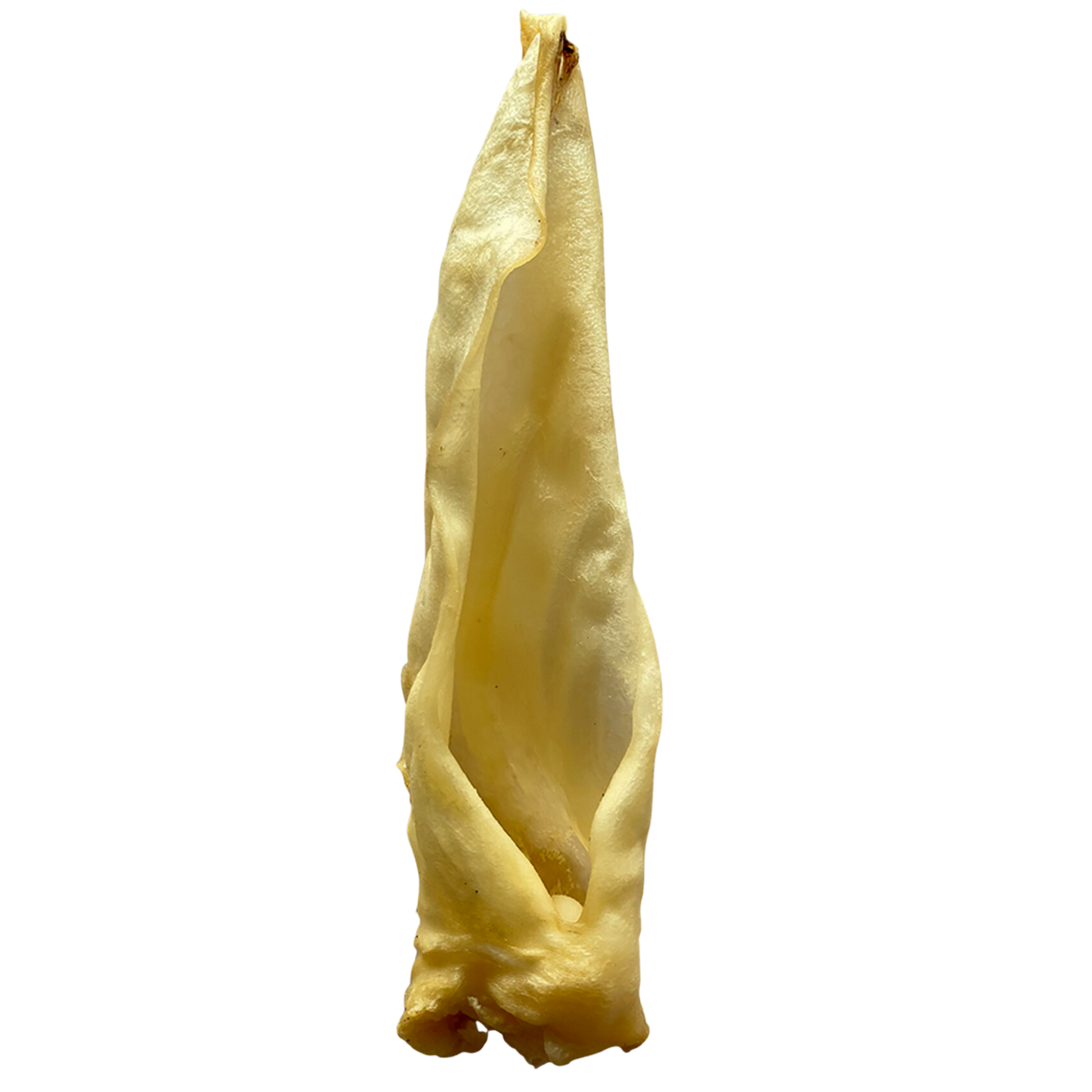 Oreille d'agneau