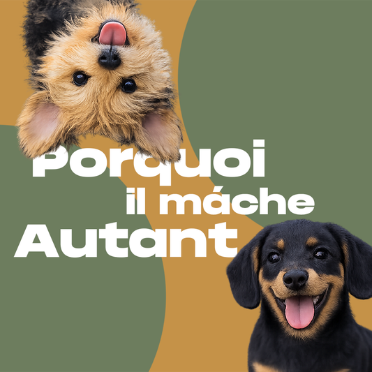 Pourquoi votre chien a BESOIN de mâcher (et pourquoi c'est bon signe)