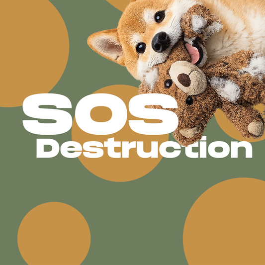 Mon chien détruit tout : guide de survie (et solutions mastication)