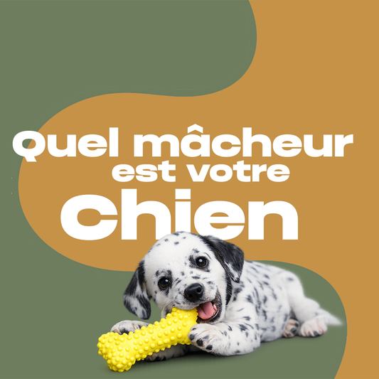 Le test : quel mâcheur est votre chien ?