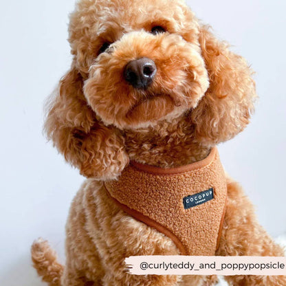 Harnais Teddy Paddington · Cocopup London — Précommande Noël