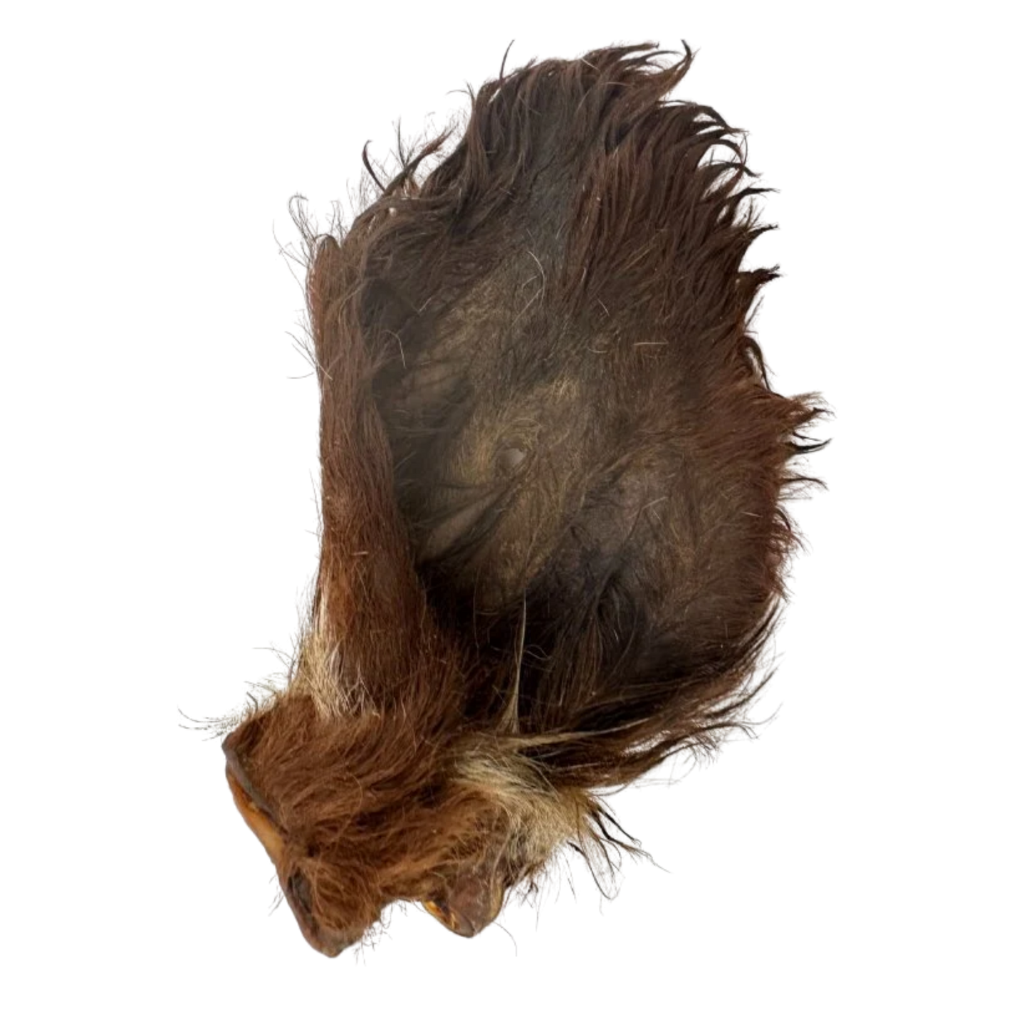 Oreille de boeuf poilue
