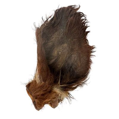 Oreille de boeuf poilue