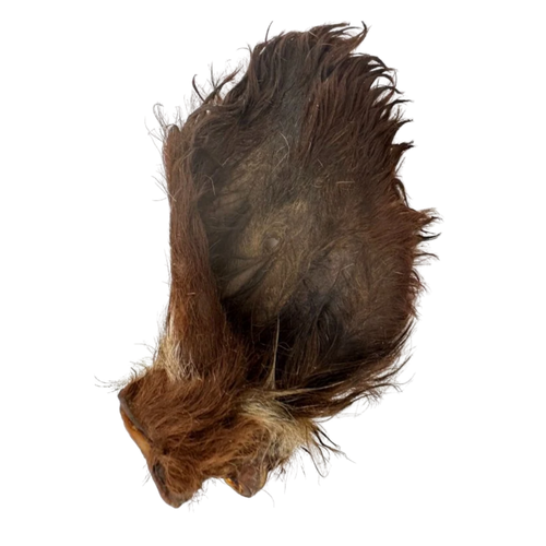 Oreille de boeuf poilue
