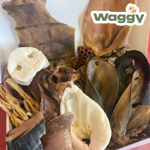 La WaggyBox de mastication
