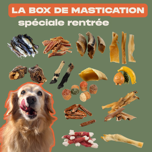 La WaggyBox de mastication - Edition Rentrée géante
