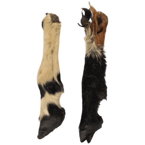 Pied de mouton poilu